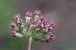 Clasping milkweed